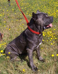 Cane Corso