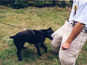 Cane Corso