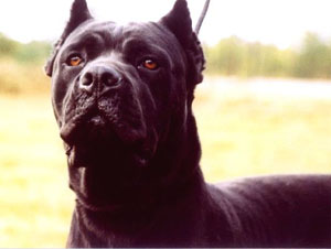 Cane Corso