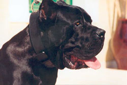 Cane Corso