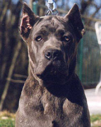 Cane Corso