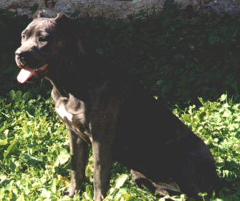 Cane Corso