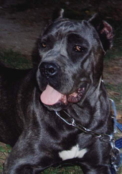 Cane Corso