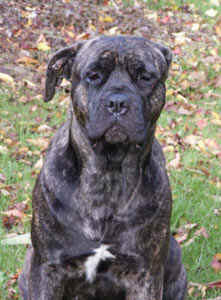 Cane Corso