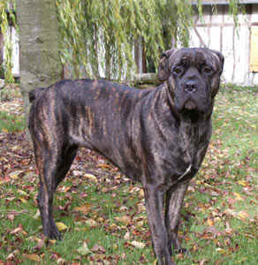 Cane Corso