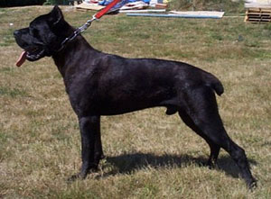 Cane Corso