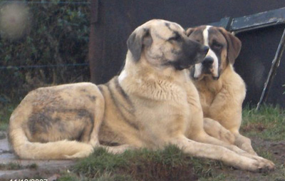 Le chien cao de gado transmonteo