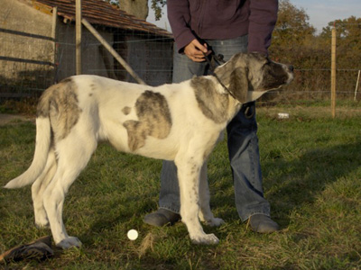 Le chien cao de gado transmonteo, le standard