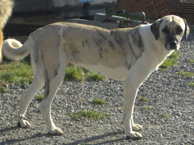 Le chien cao de gado transmonteo