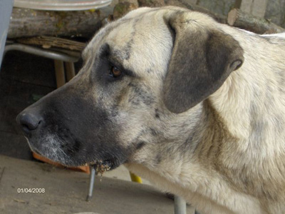 Le chien cao de gado transmonteo