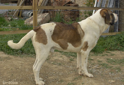 Le chien cao de gado transmonteo