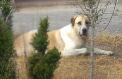 Le chien cao de gado transmonteo et les conseils