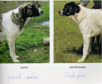 Le chien cao de gado transmonteo, génération
