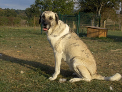 la toilette du chien cao de gado transmonteo 