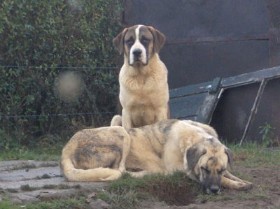 l'origine du chien cao de gado transmonteo