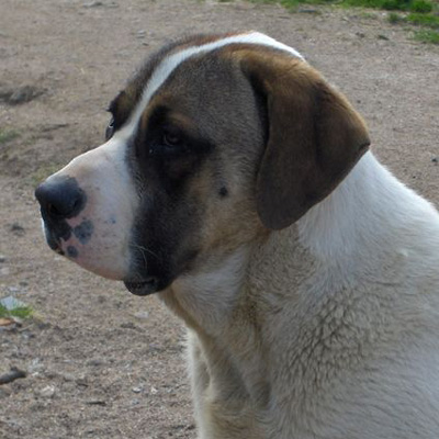 Le chien cao de gado transmonteo 