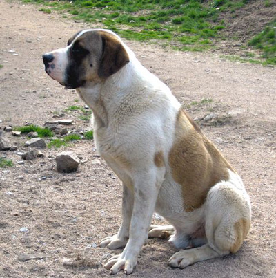 Le chien cao de gado transmonteo, son caractère