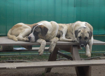 Le chien cao de gado transmonteo avec ses congénères