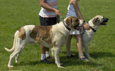 Le chien cao de gado transmonteo, son comportement