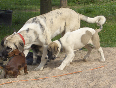 Le chien cao de gado transmonteo et ses chiots