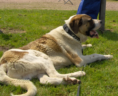 Le chien cao de gado transmonteo, conseils