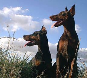 Chien de race Dobermann