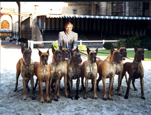 Origine du Dogue Allemand