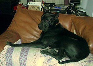 Dogue Allemand