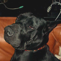 Dogue Allemand
