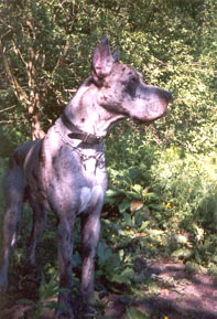 Dogue Allemand