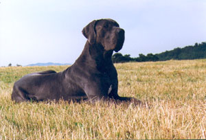 Dogue Allemand