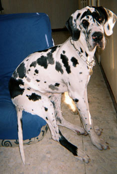 Dogue Allemand
