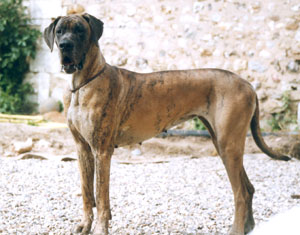 Origine du Dogue Allemand