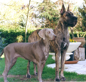 Caractre du Dogue Allemand