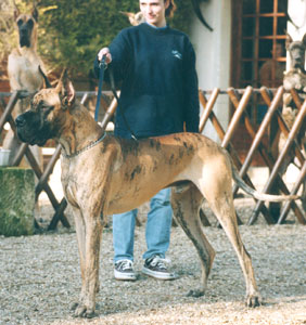 Toilette du Dogue Allemand