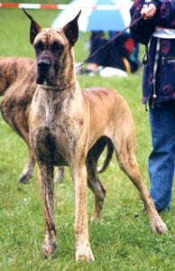 Dogue Allemand
