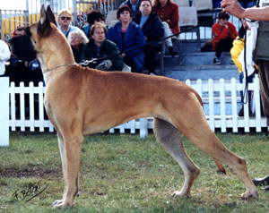 Dogue Allemand