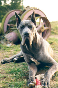 Conseil du Dogue Allemand