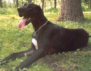 Dogue Allemand