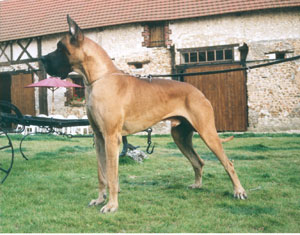 Dogue Allemand