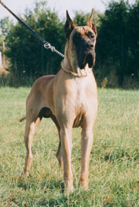 Dogue Allemand