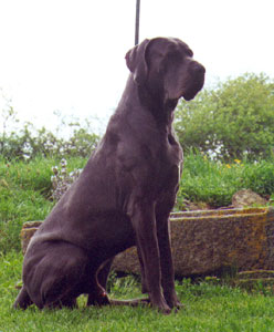 Dogue Allemand