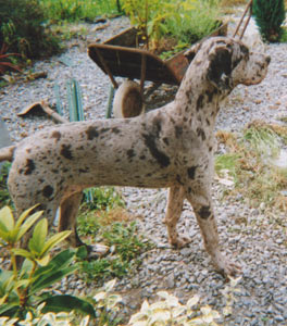 Dogue Allemand