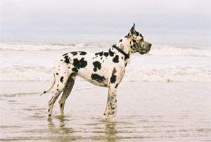 Dogue Allemand