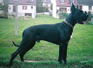 Dogue Allemand