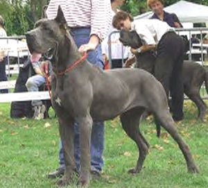 Dogue Allemand