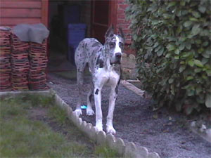 Dogue Allemand