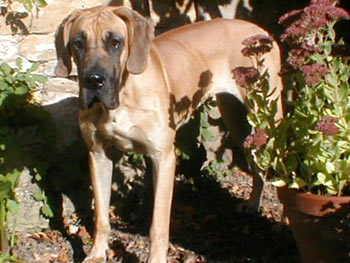 Dogue Allemand