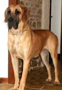 Dogue Allemand
