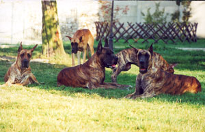 Origine du Dogue Allemand